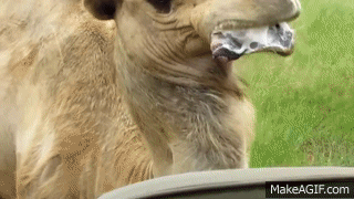 Viral Video UK: Spitting Camel chases jeep on Make a GIF