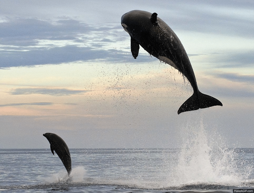 orca jump on Make a GIF