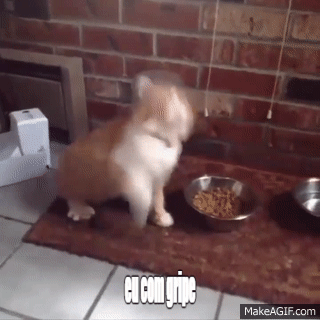 Video Engracado De Gato E Cachorro Videos Engracados De Animais 32 On Make A Gif