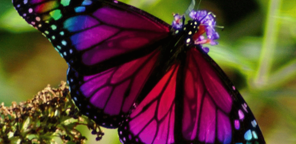 The Butterfly Effect on Make a GIF