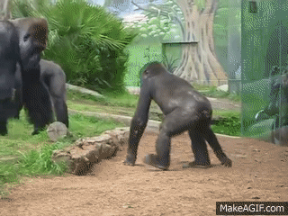 Little Gorilla Face Off With Big Gorilla Avi On Make A Gif