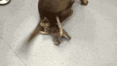 Download Animated Gif Dog Wag Gif PNG & GIF BASE