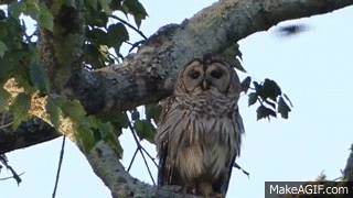 Owl Has No Cares To Give On Make A Gif