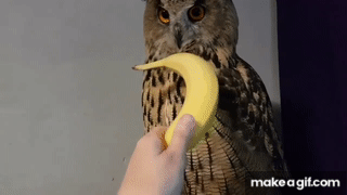Filin Yol I Banan Banana Eagle Owl Yoll On Make A Gif