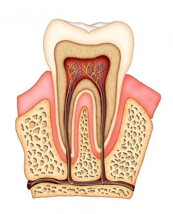Dentin the bone substance of the tooth Dentistry 2024