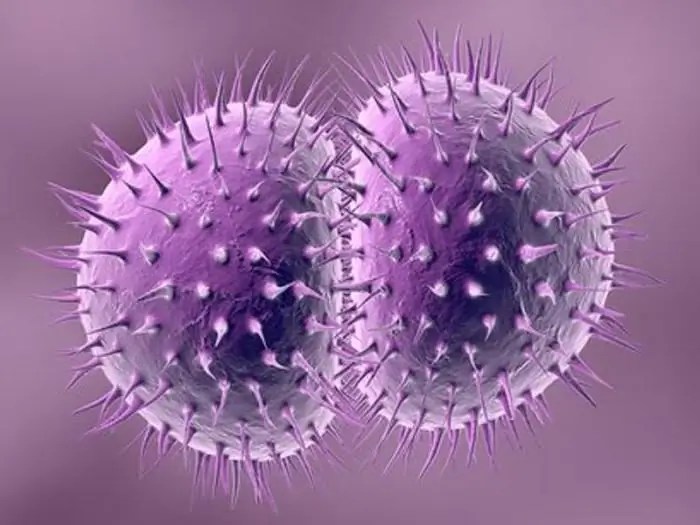 Neisseria gonorrhea features, possible causes and treatments