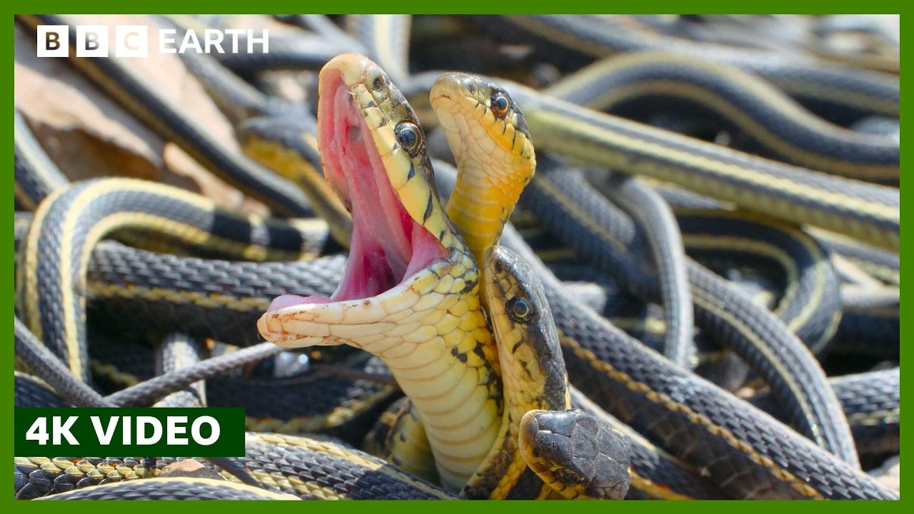 How Do Female Snakes Pick a Mate? A Perfect 4K UHD BBC