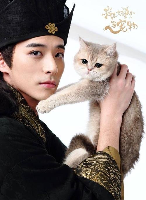 Top 12 Dramas for Cat Lovers MyDramaList