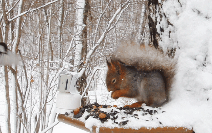 Funny Animal and Bird in Winter Animated Pictures