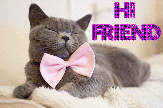 Hi Friend Cute Cat Hello!