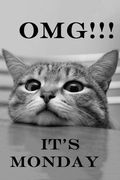 OMG! It's Monday Funny Cat Monday
