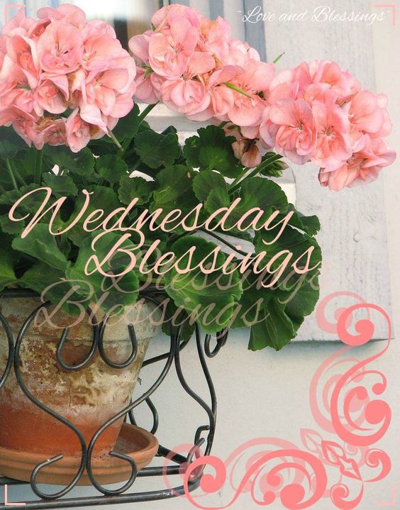 Wednesday Blessings Flowers Wednesday
