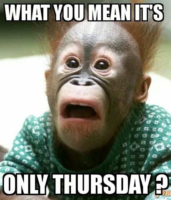 What you mean it's only Thursday??? Funny Monkey Thursday