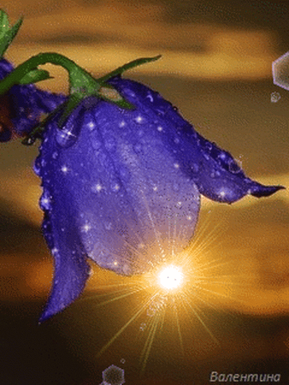 Flower Animated Pictures