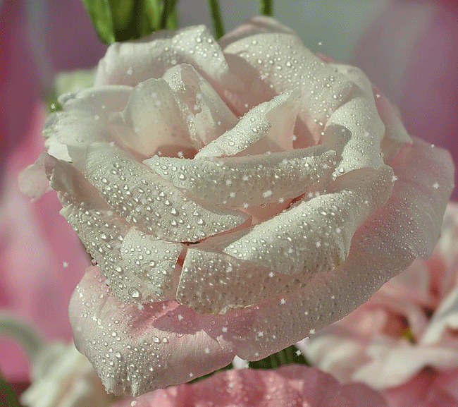 White Flower Animated Pictures