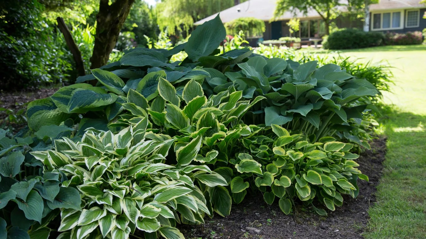 Au jardin, les hostas sortent le grand jeu