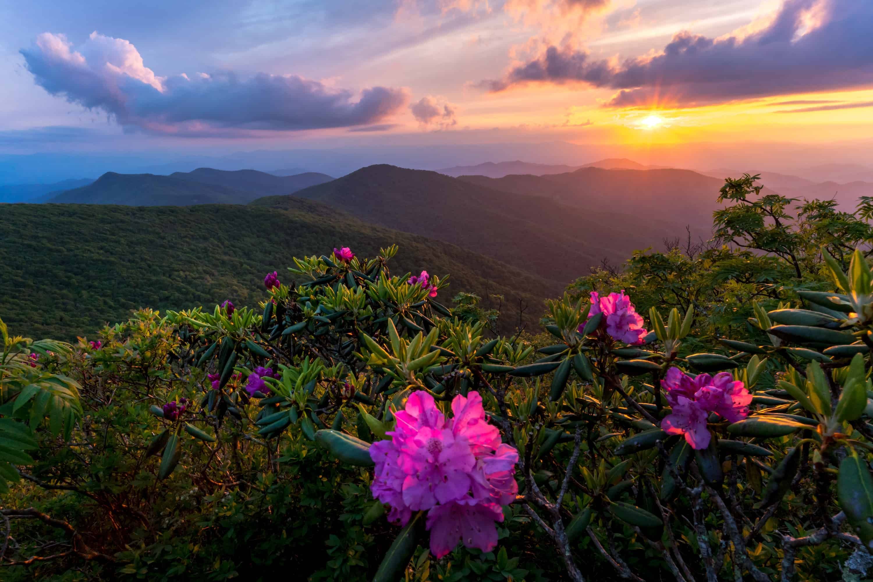 Four Reasons to Photograph the Great Smoky Mountains in Spring