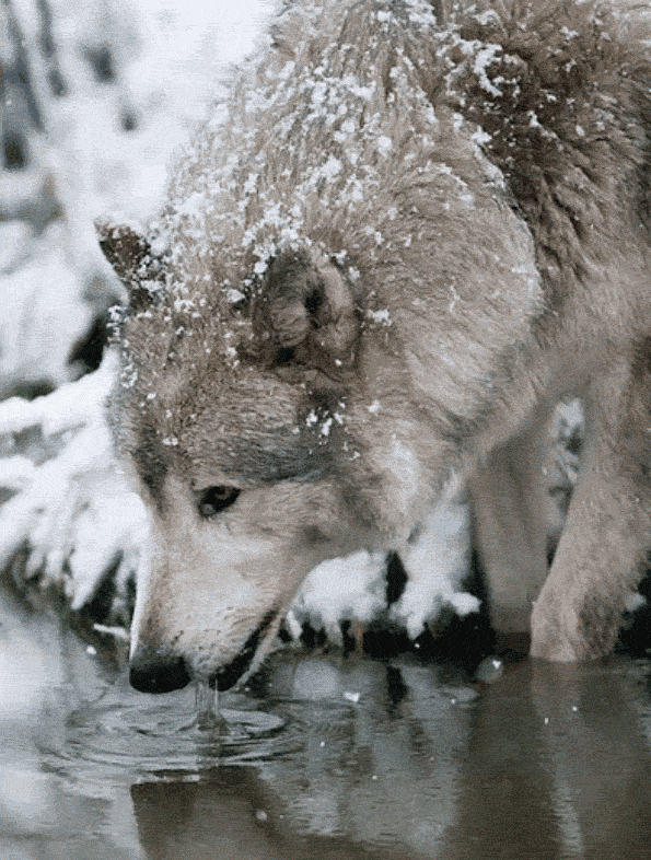 The Wolf Appreciation Thread. Page 22