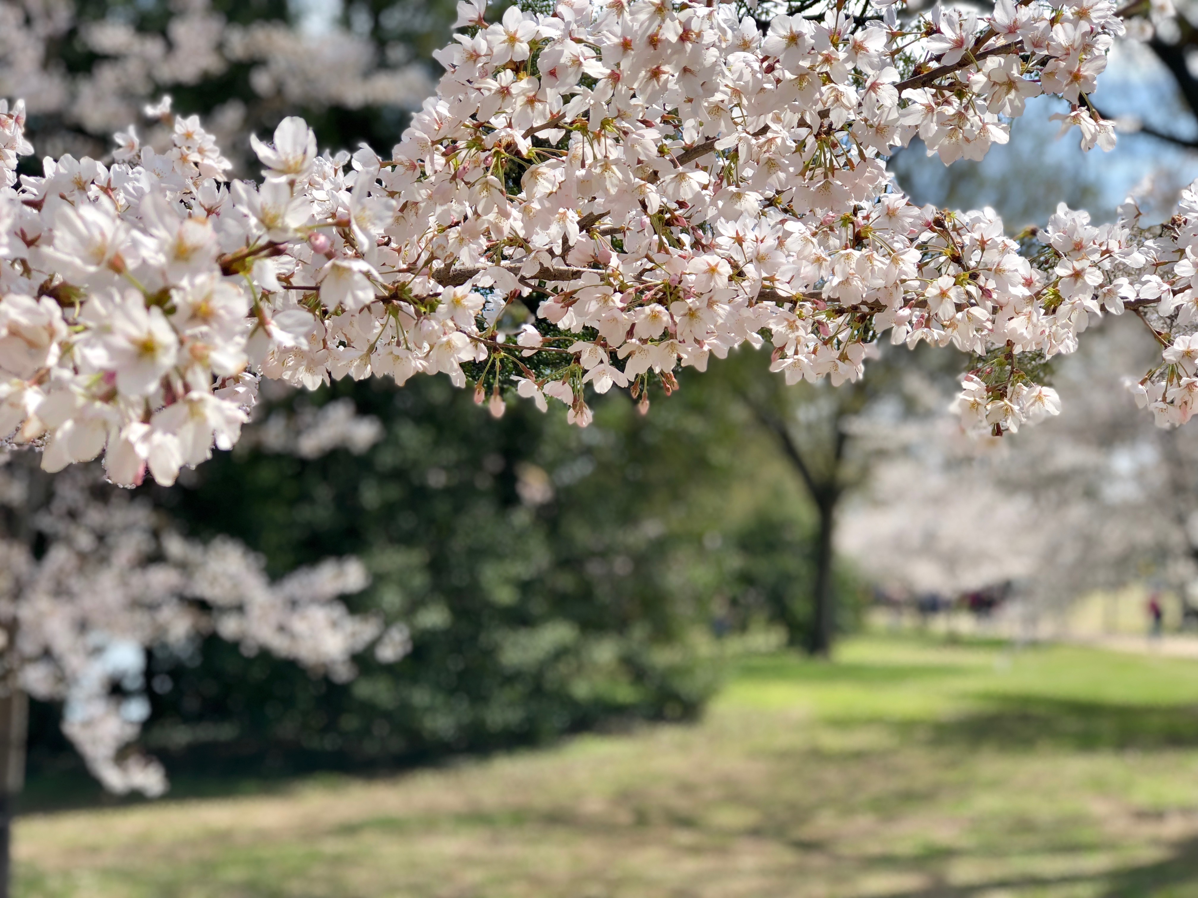 Cherry Blossom Tree Adelaide