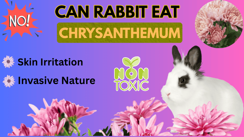 Do Rabbits Eat Mums