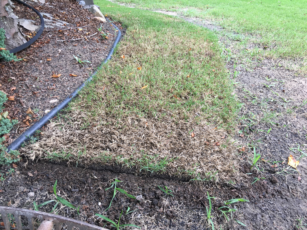 Sod Dying Pics, Need Diagnosis The Lawn Forum