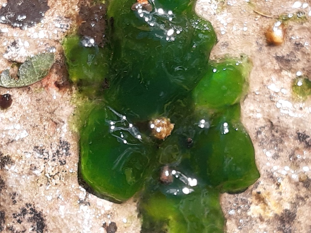 Floating green mystery blobs in wildlife pond Wildlife Ponds Forum