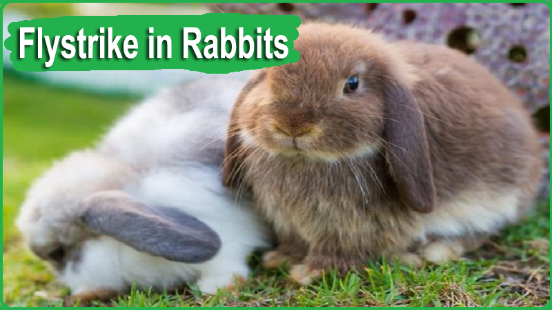 Flystrike in Rabbits
