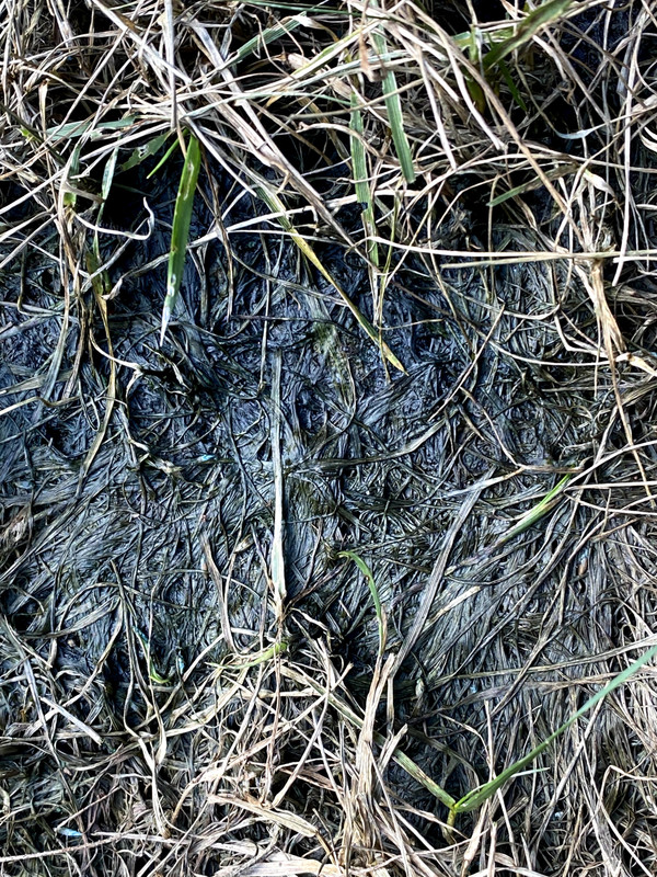 Is this mold, moss or fungus? Lawn Care Forum