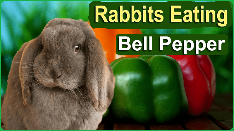 Can Rabbits Eat Bell Pepper