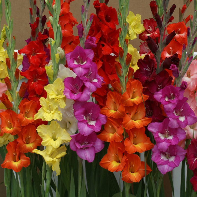 1 Buy Gladiolus Flower Bulbs Online From BloomBasket