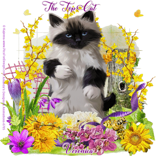 Spring In Heart Cat Top Cat Veronica vi — Postimages