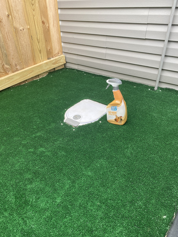 Dog Pee Killing Lawn (officially solved) Lawn Care Forum