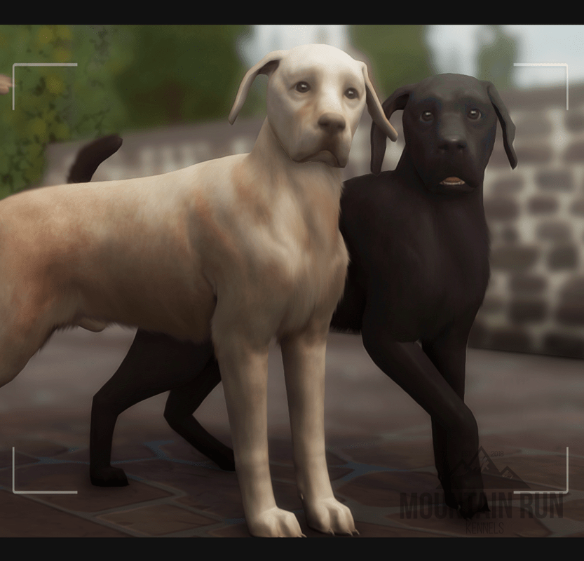 MTN's Whelping Box // Current [0] Planned [1] Sims International