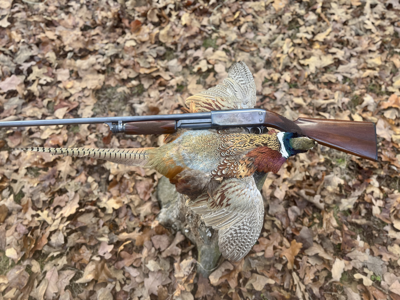 Wanted Semi auto 16 gauge Page 2 Ultimate Pheasant Hunting Forums