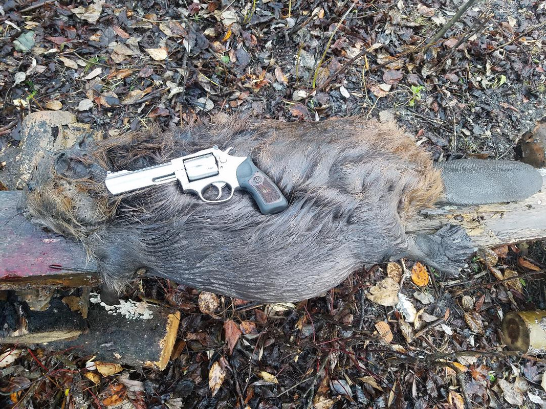 357 Magnum a black bear defense load 24hourcampfire