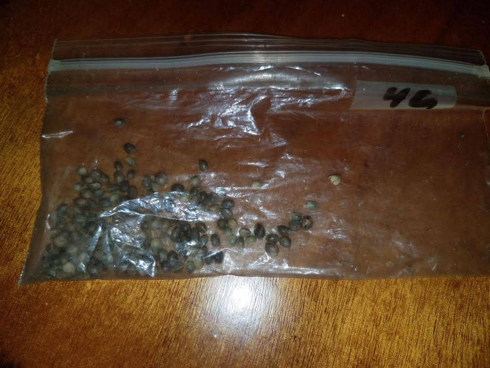 what strain is all of the mexican brick weed? Page 2 Rollitup