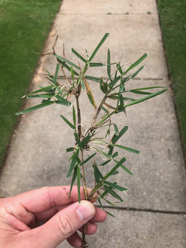 Wide Blade Zoysia or Weed? Lawn Care Forum
