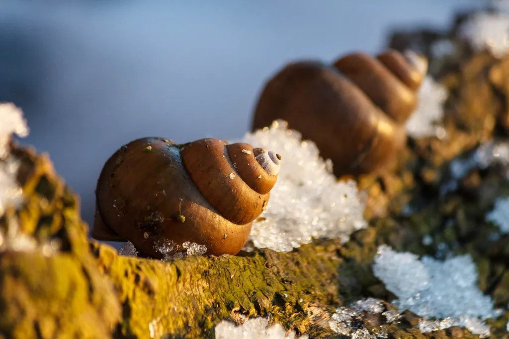 Chinese Mystery Snail A Fascinating Aquatic Species