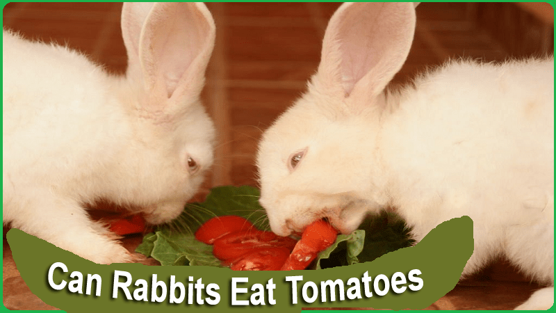 Can Rabbits Eat Tomatoes