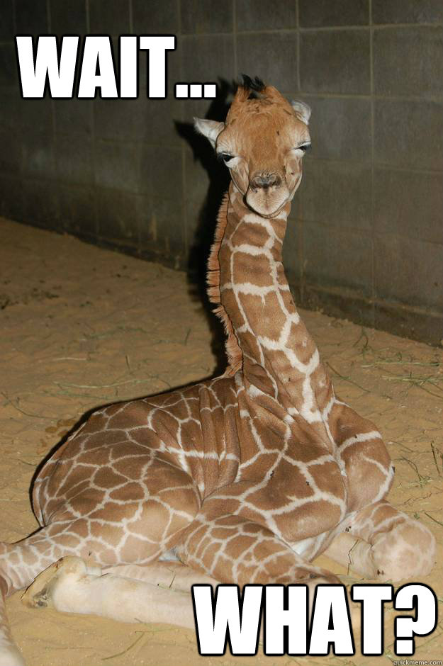Inspiration is my Dedication What's With The Giraffe?