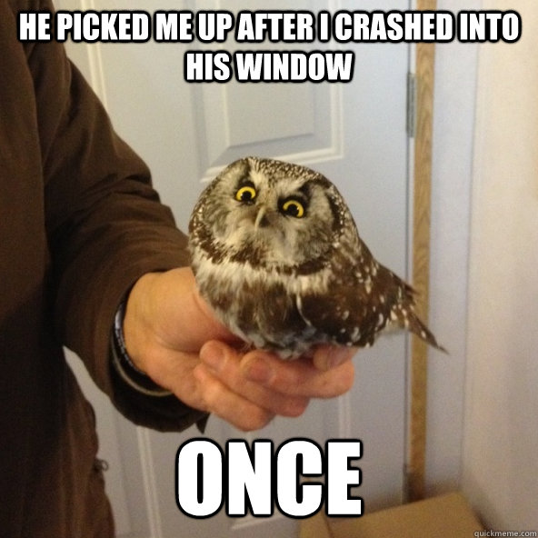 This baby owl hit our window. Gave us this look the whole time funny