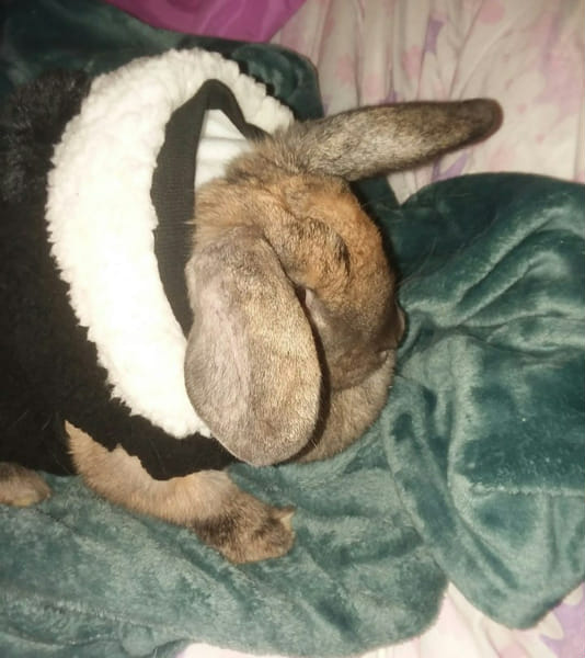 Are you a good rabbit owner?(hard) Test Quotev