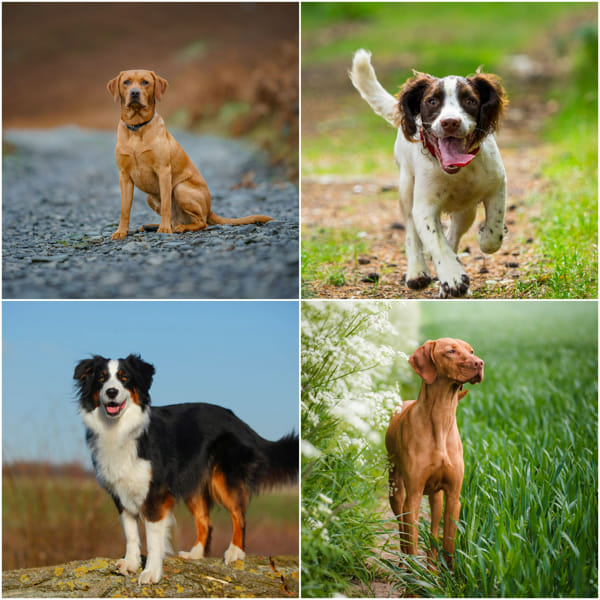What dog breed are you? Quiz Quotev
