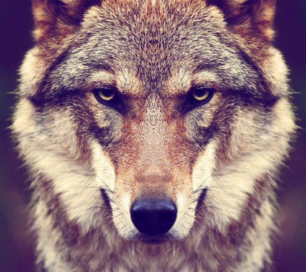 What Is Your Spirit Animal? Quiz Quotev