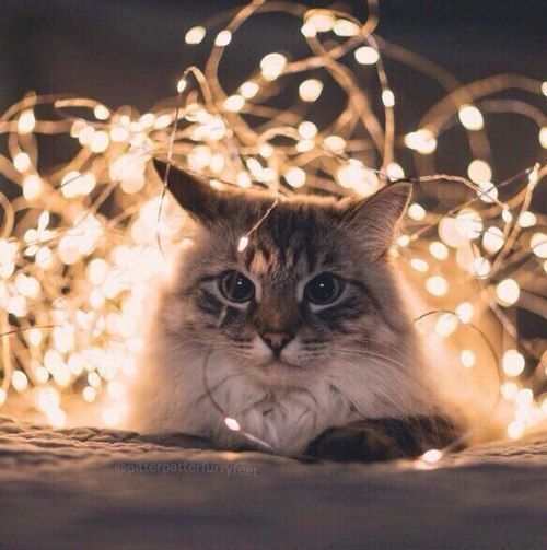 Answer this quiz and i will call you out Quiz Quotev