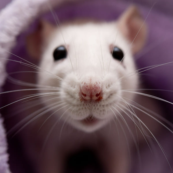 What rodent are you? Quiz Quotev