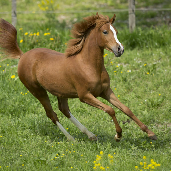 How much do you know about horses Test Quotev