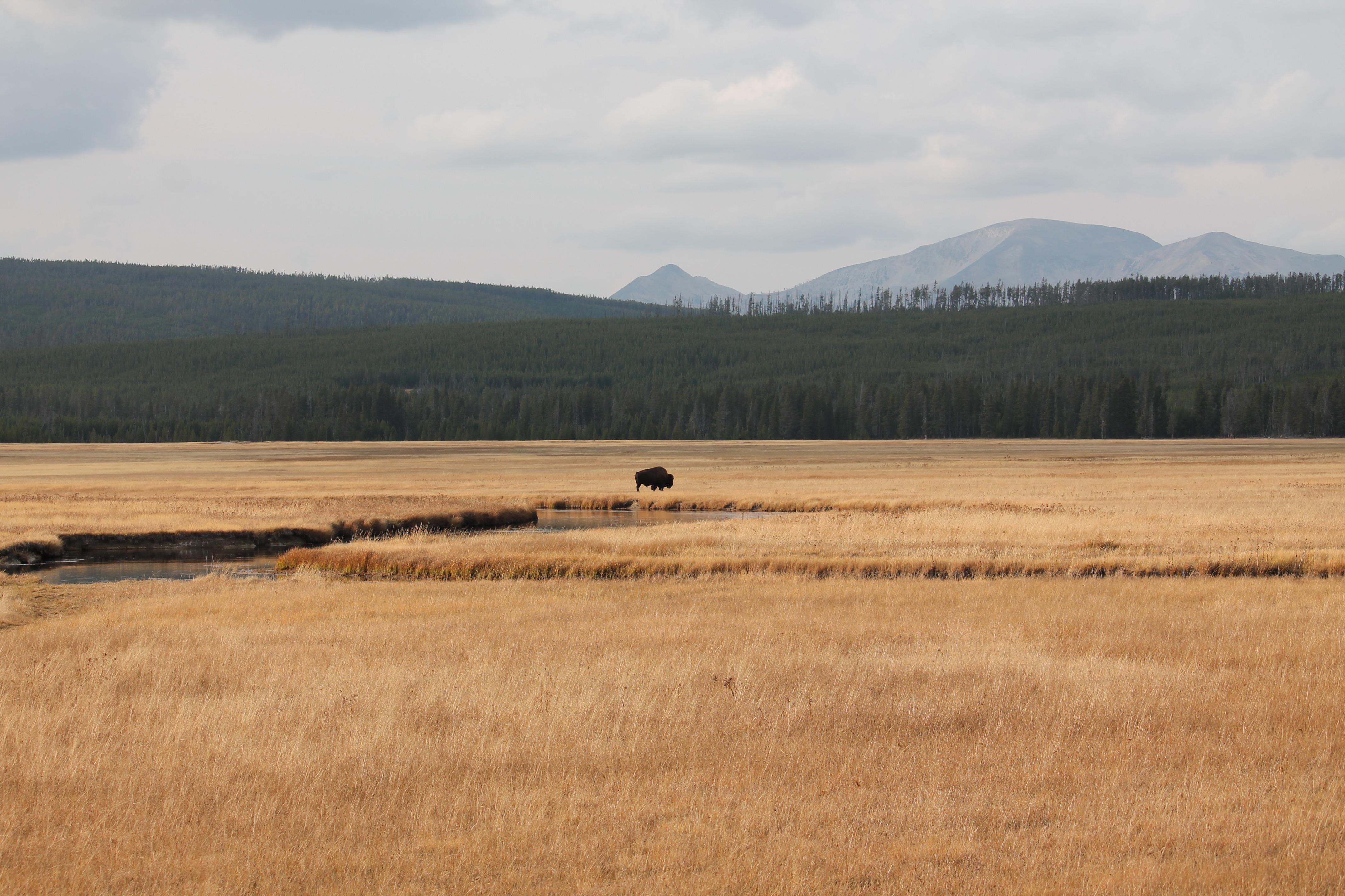 A fall day in Yellowstone (2021). [OC] r/pics
