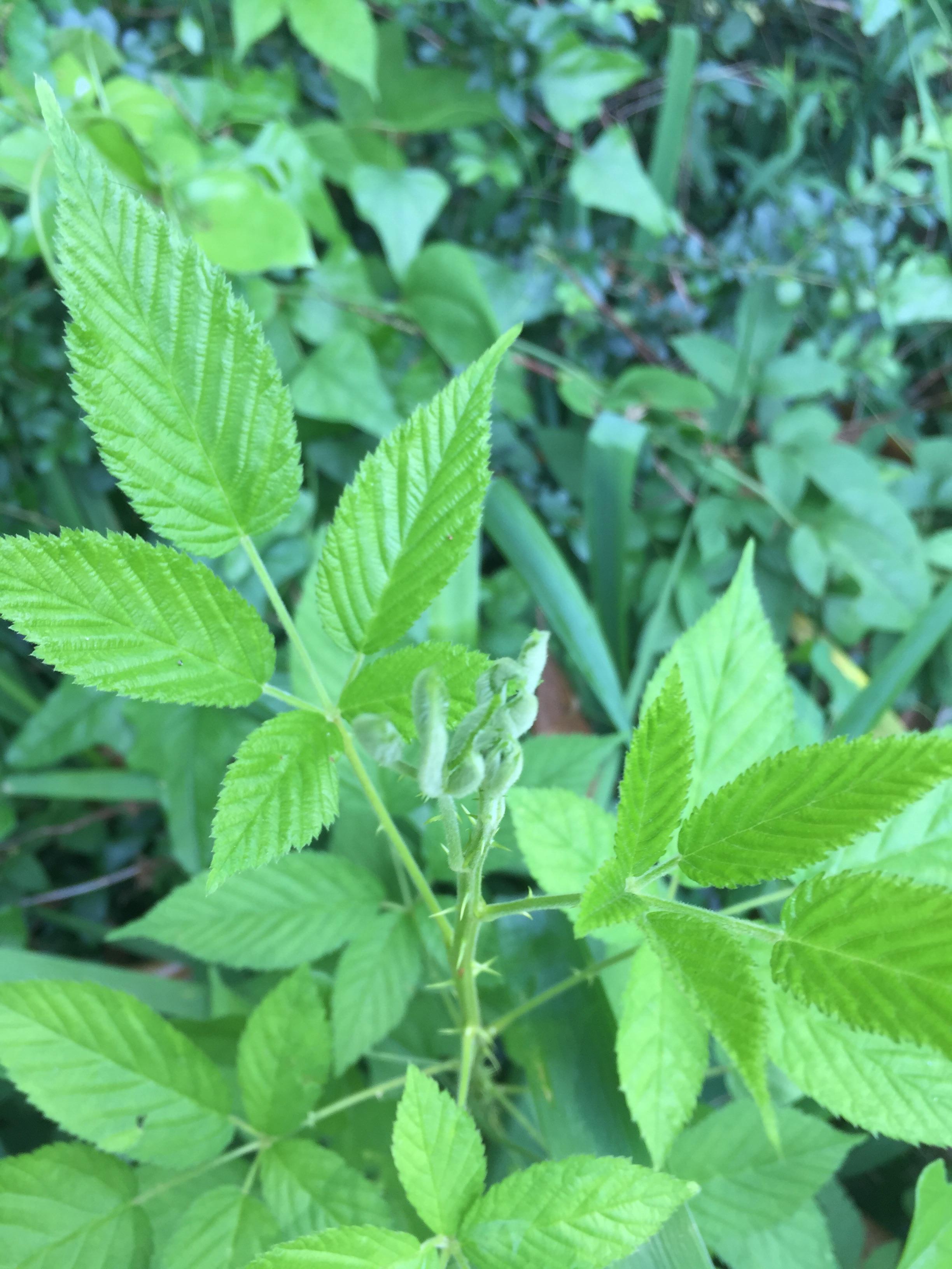 Last one for a while hopefully, this guy is extremely thorny and