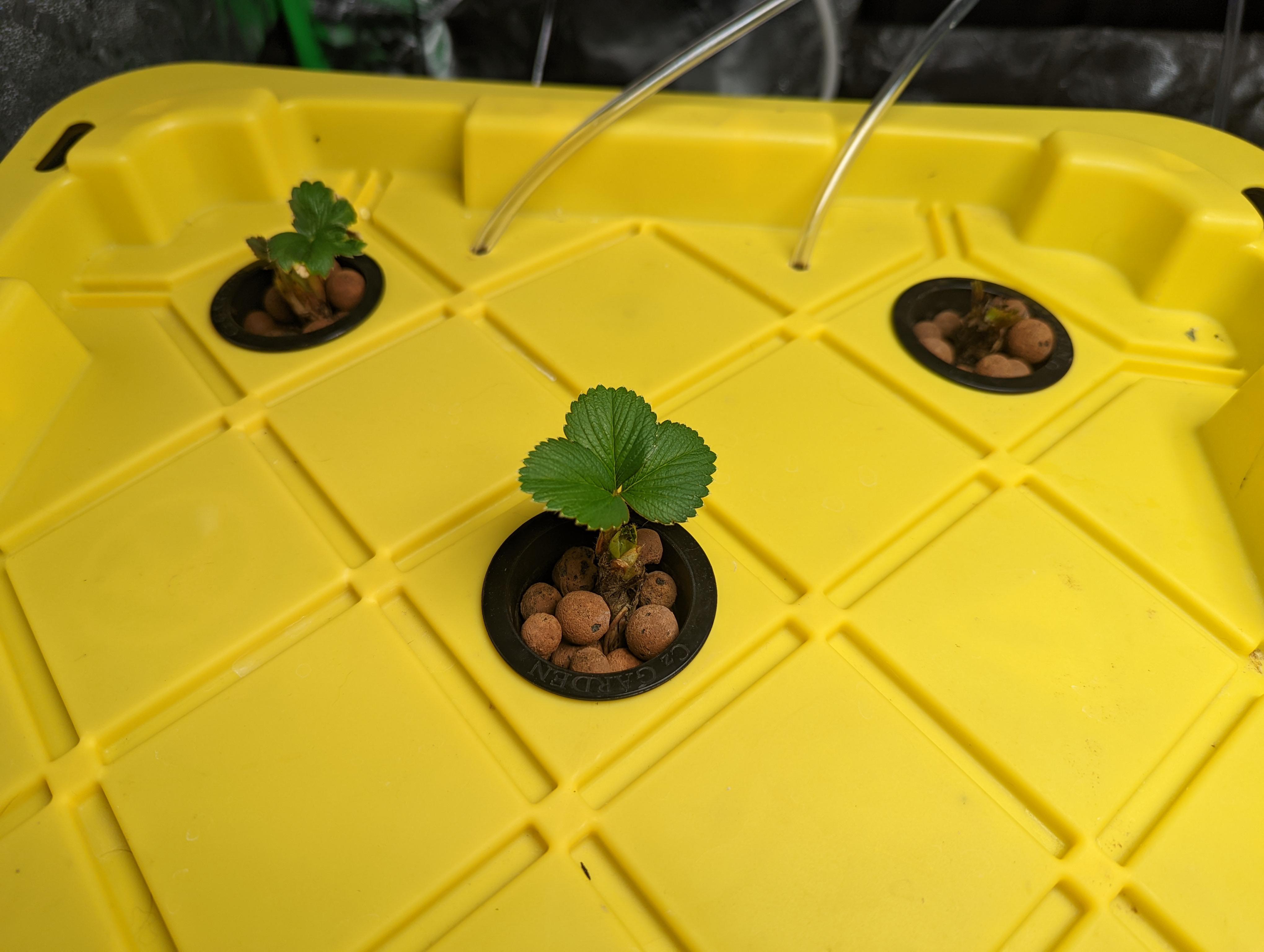 my bare root strawberries are about a week old now. How long until I